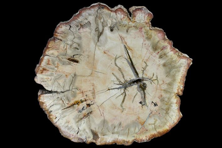 Petrified Wood (Araucaria) Slab - Madagascar #118830